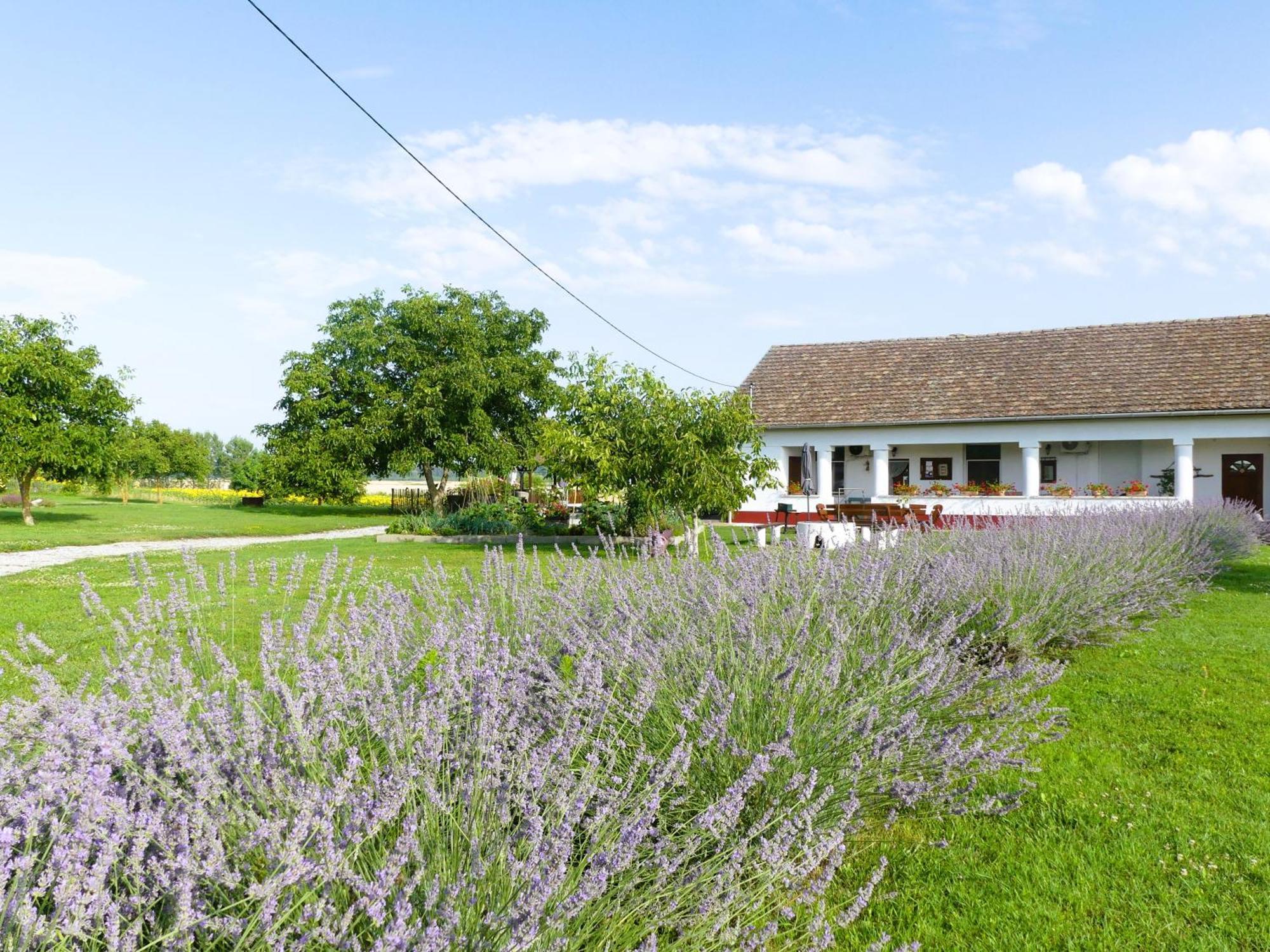 Tisza White House Bed & Breakfast Tiszaszolos ภายนอก รูปภาพ