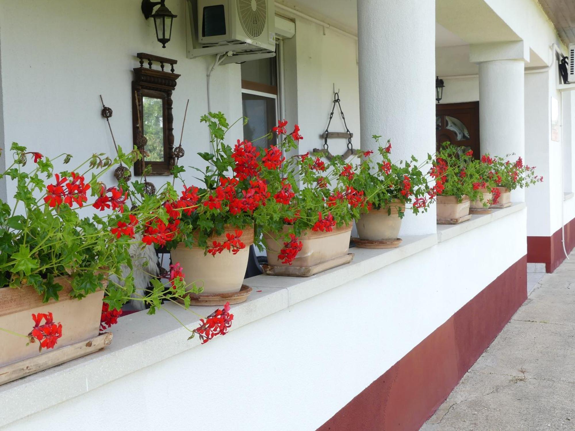 Tisza White House Bed & Breakfast Tiszaszolos ภายนอก รูปภาพ